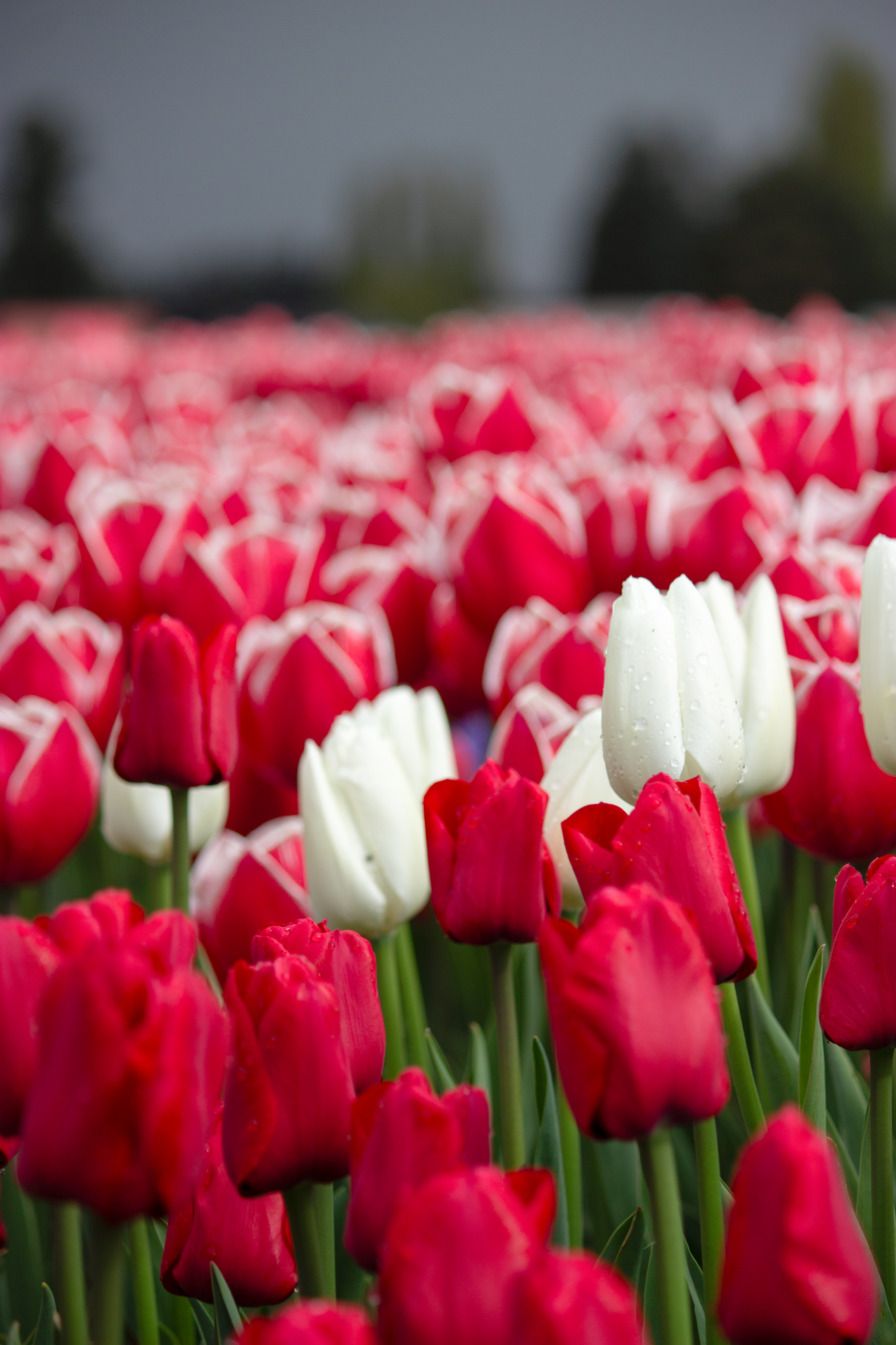 Dark pink, white, and pink and white tulips at the Skagit Valley Tulip Festival.