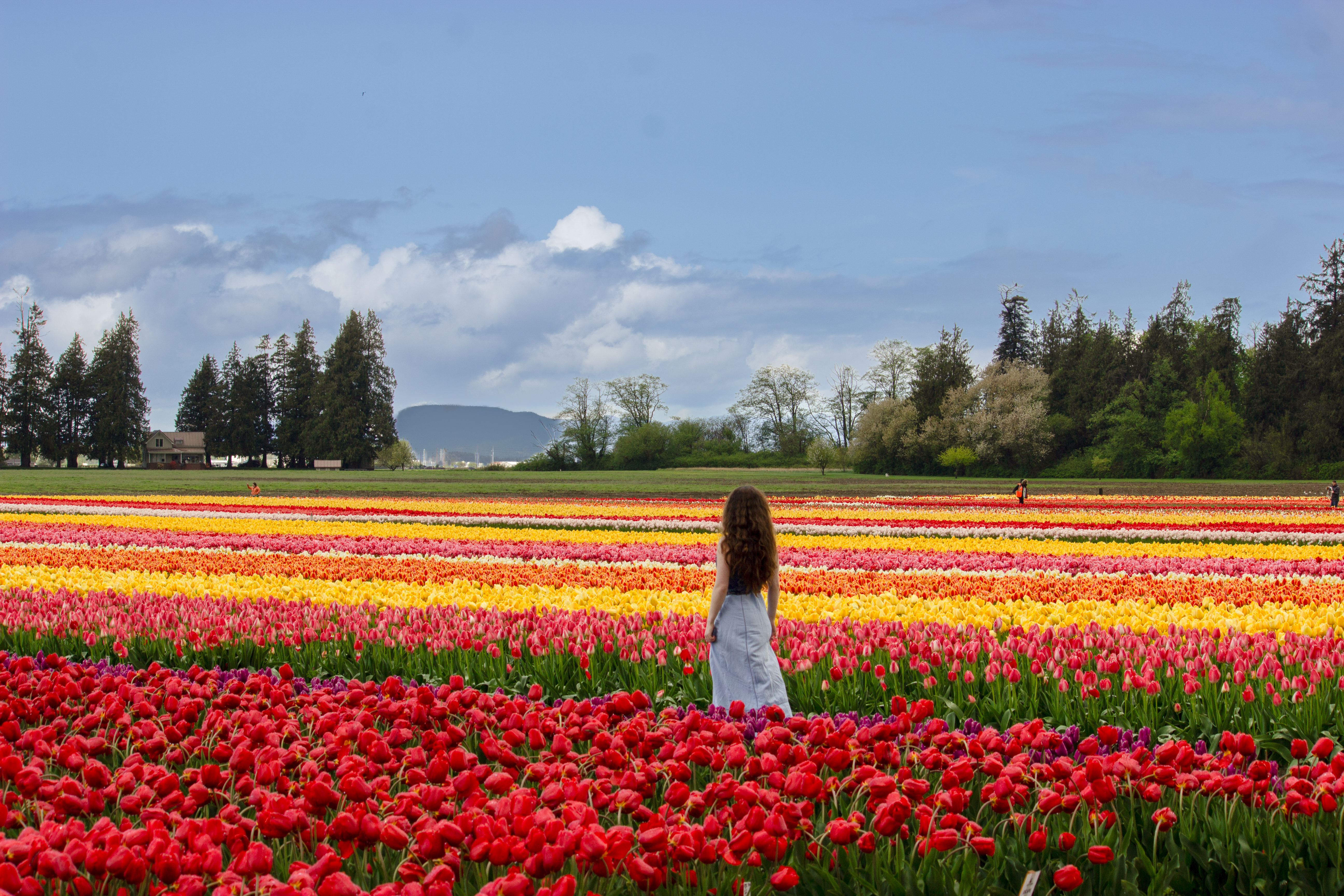 Tulip Town, Skagit Valley Tulip Festival