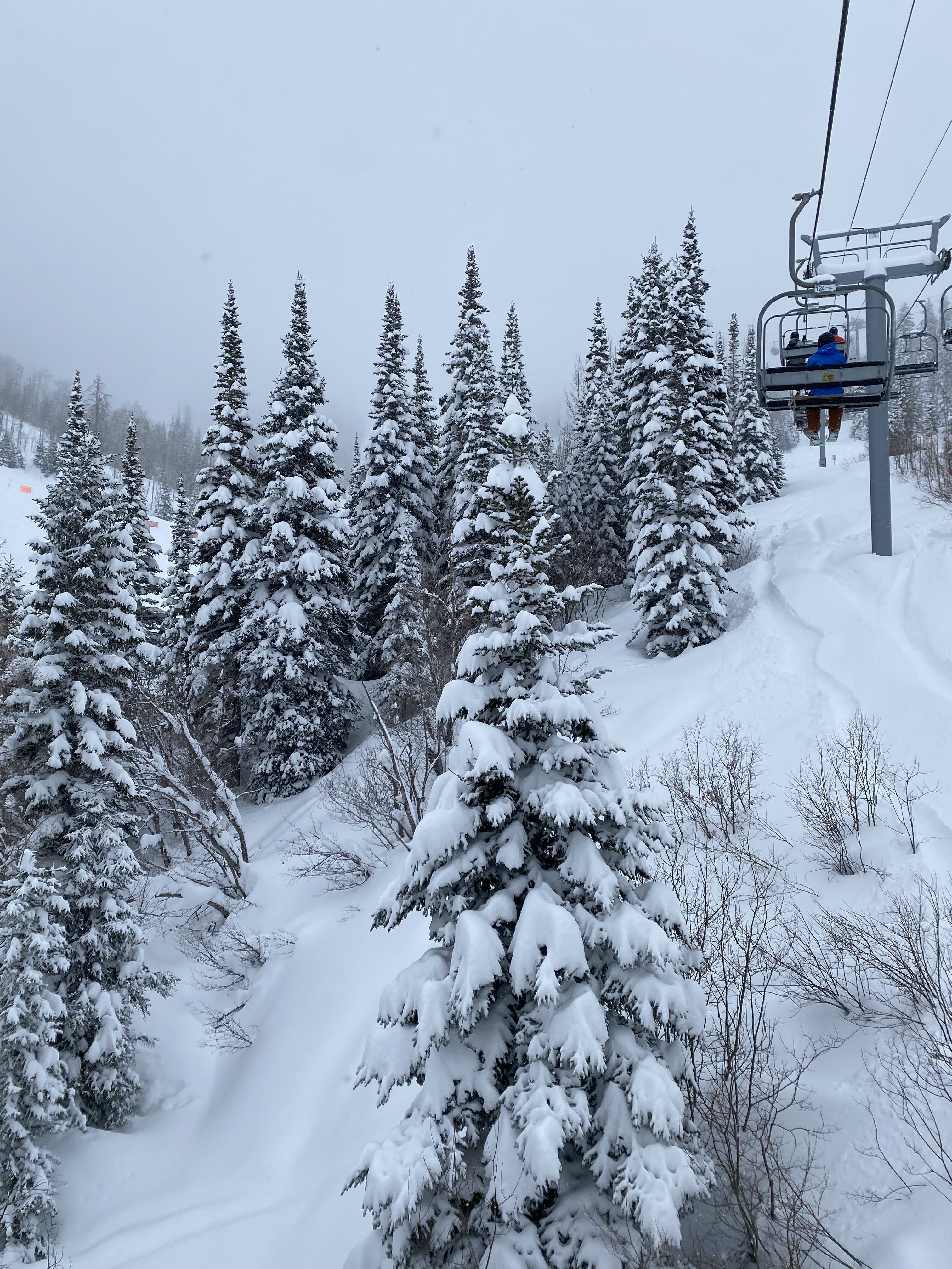 Snow-covered trees, Steamboat Ski Resort.