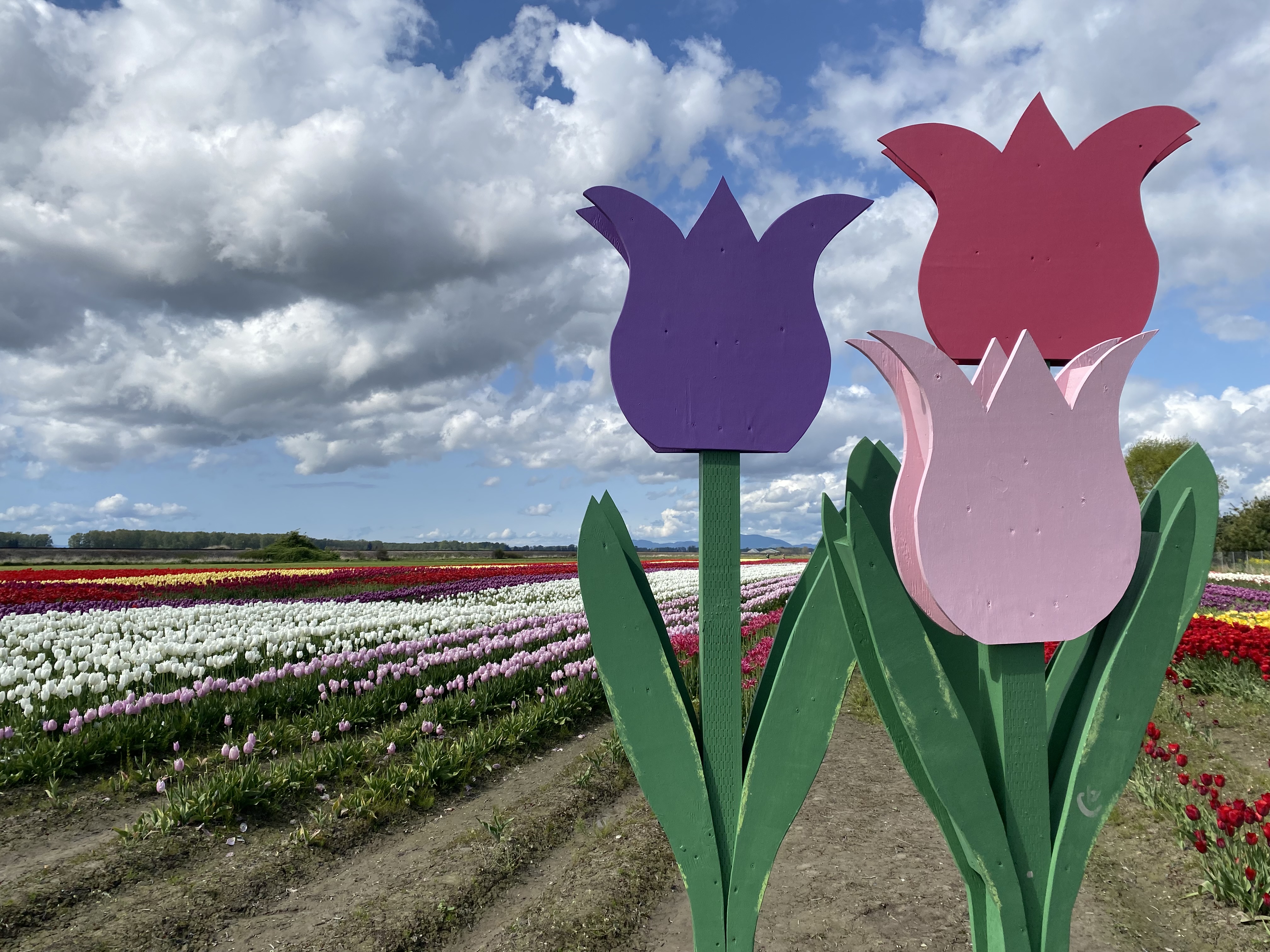 Tulip art in front of vibrant tulip fields in Washington State.