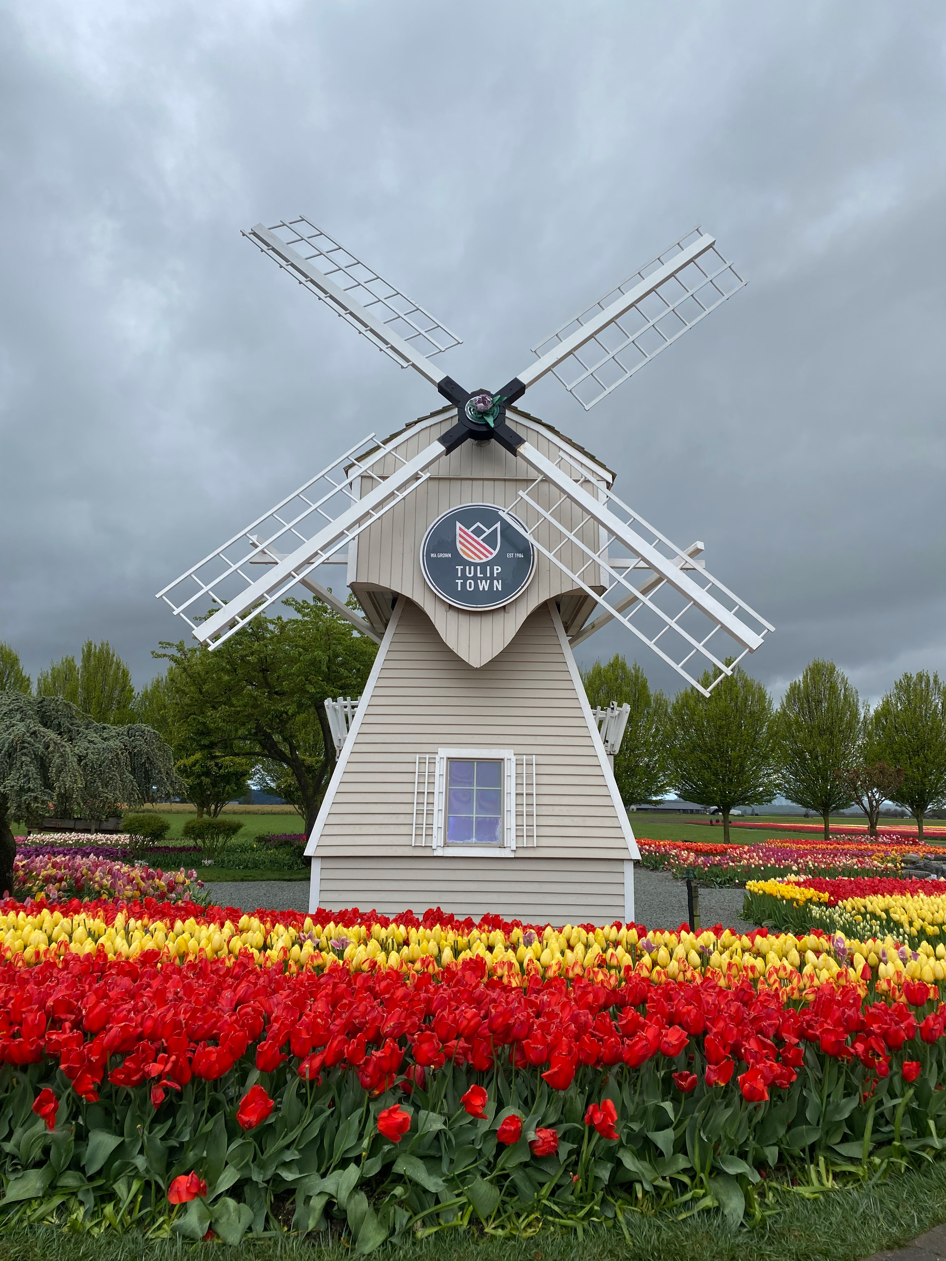 Tulip Town windmill.