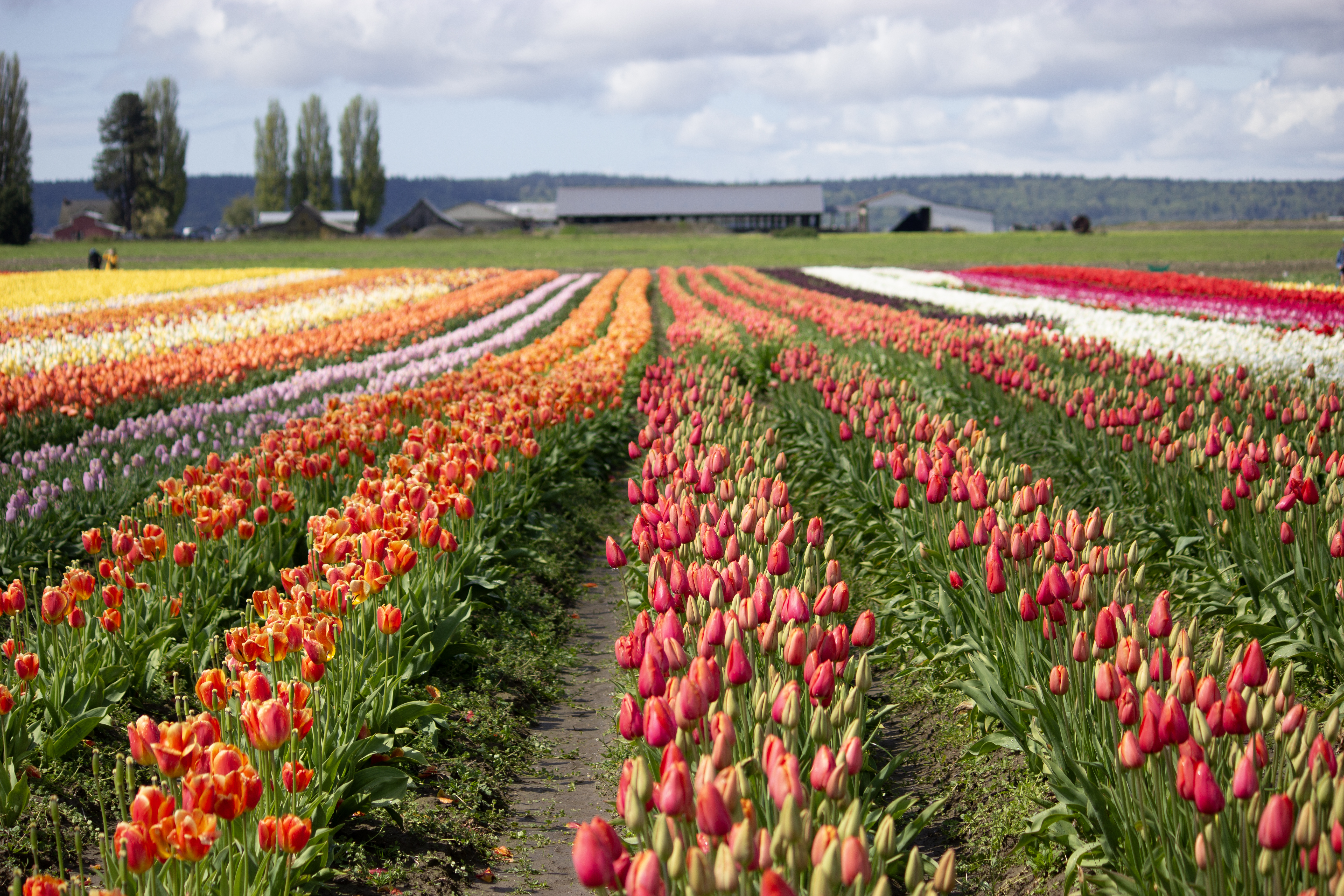 Colorful rows of Washington tulips.