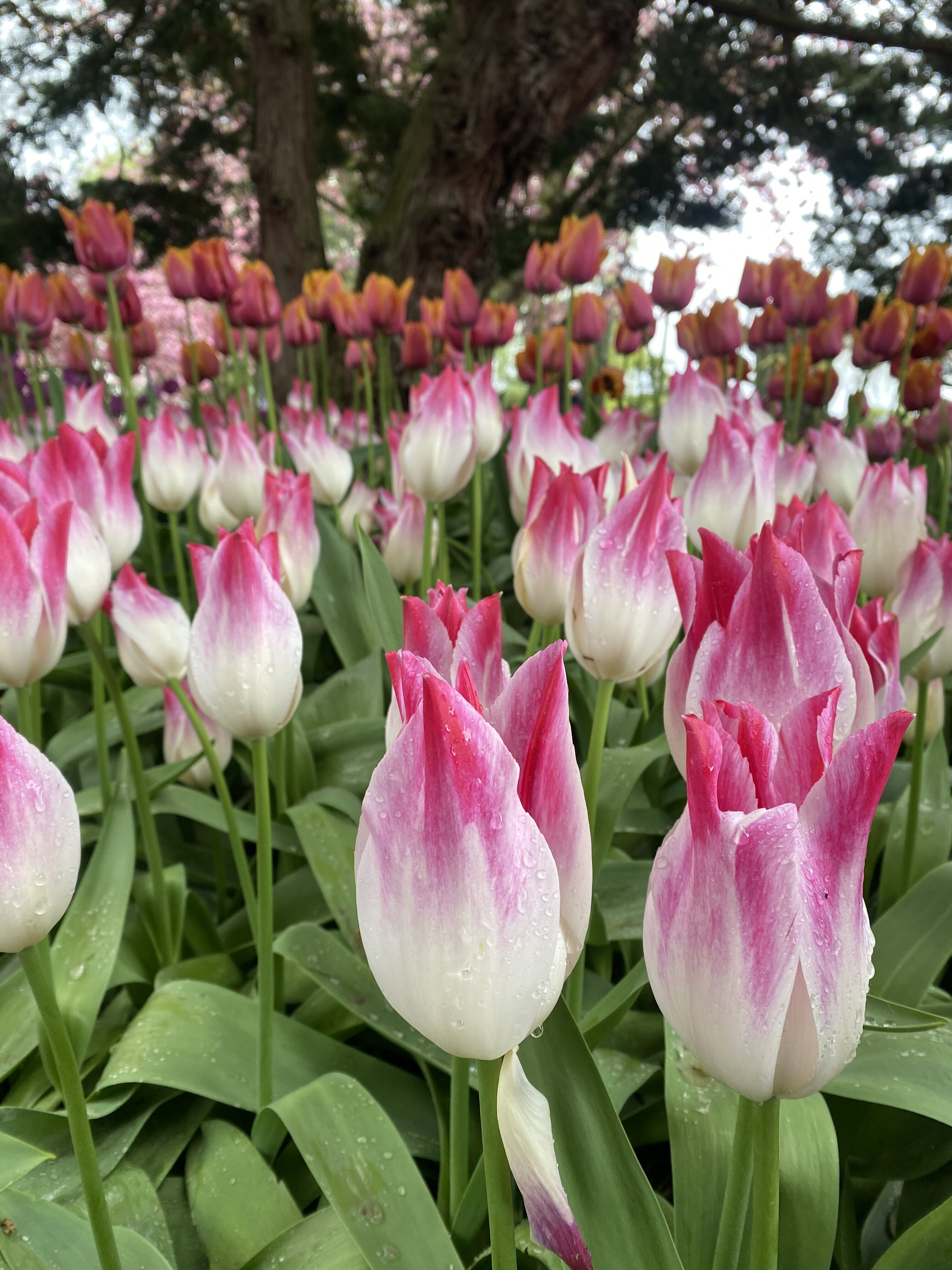 Whispering Dream Tulips at the Skagit Valley Tulip Festival.