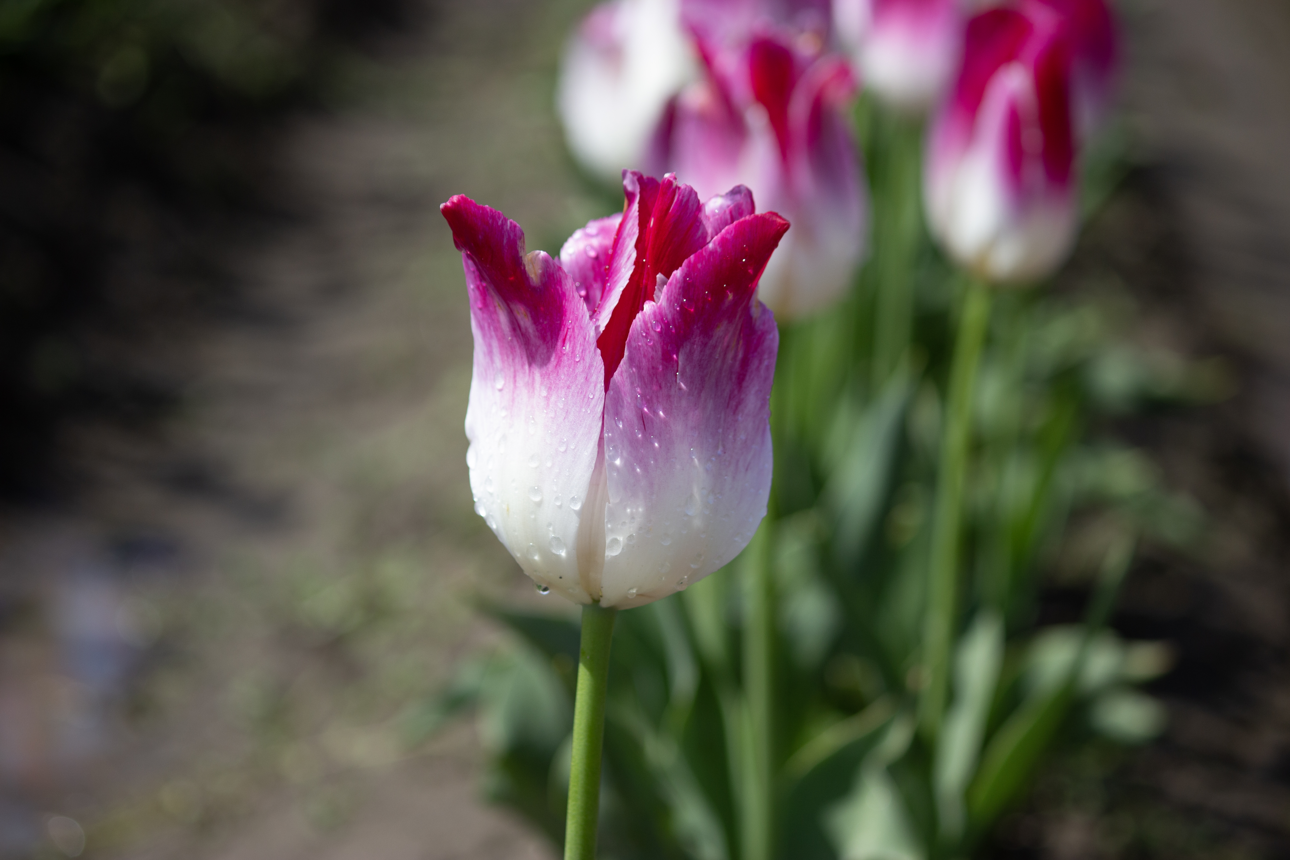 Whispering Dream Tulips at the Skagit Valley Tulip Festival.