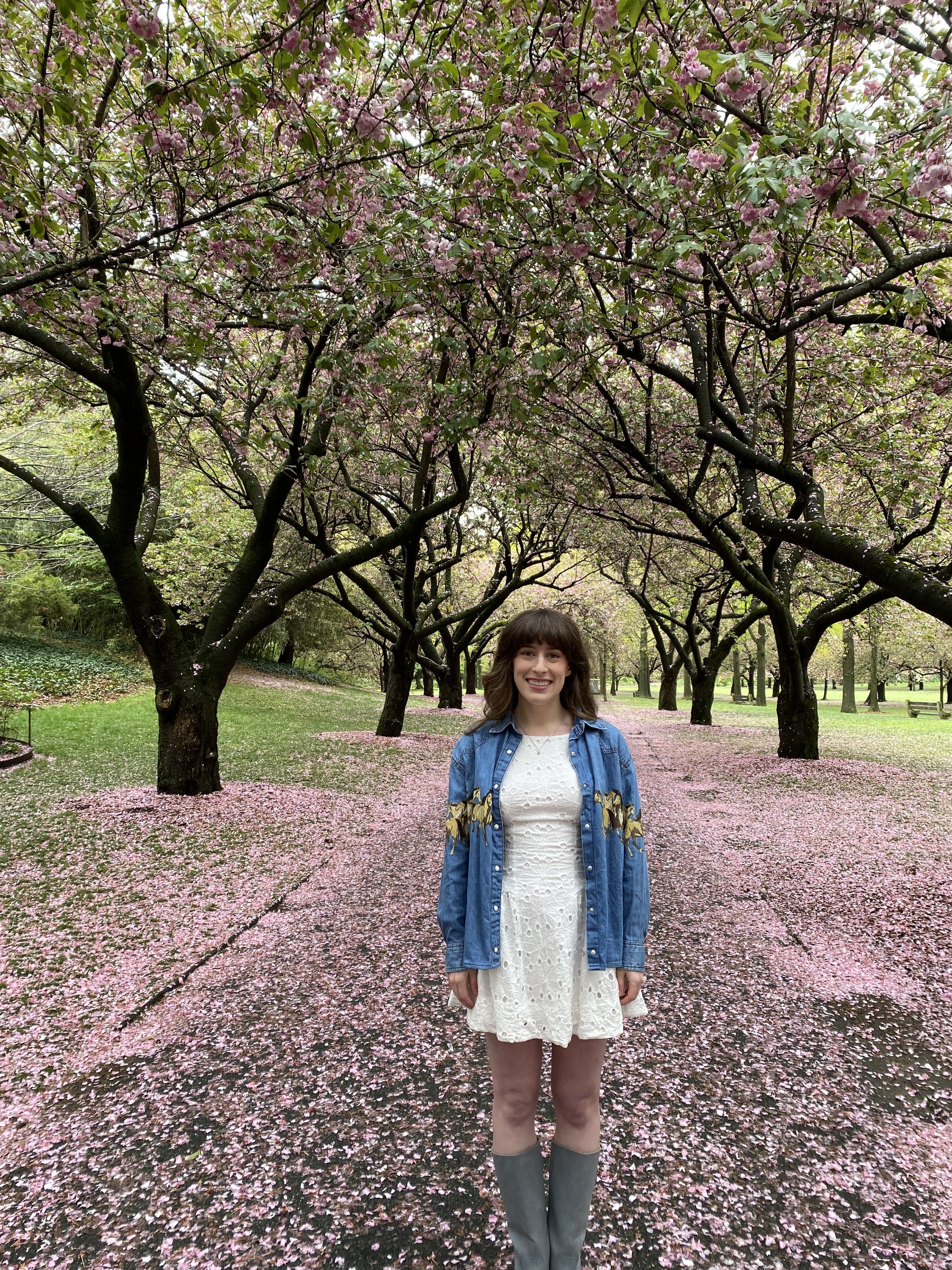 Cherry Blossoms in the Brooklyn Botanic Garden in NYC.