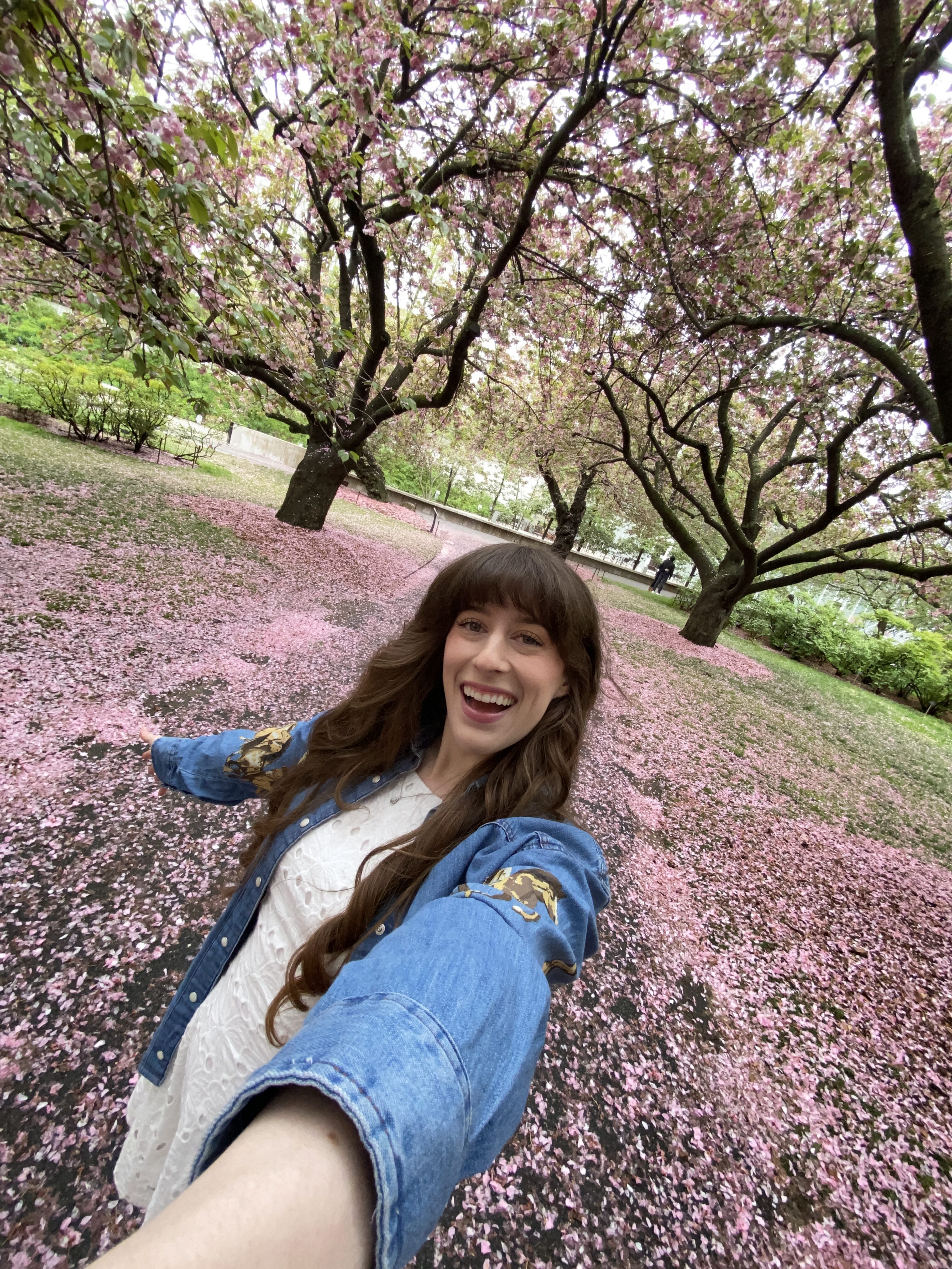 Pink cherry blossom petals covering the walkway behind Bella posing beneath the trees (Brooklyn Botanic Garden).