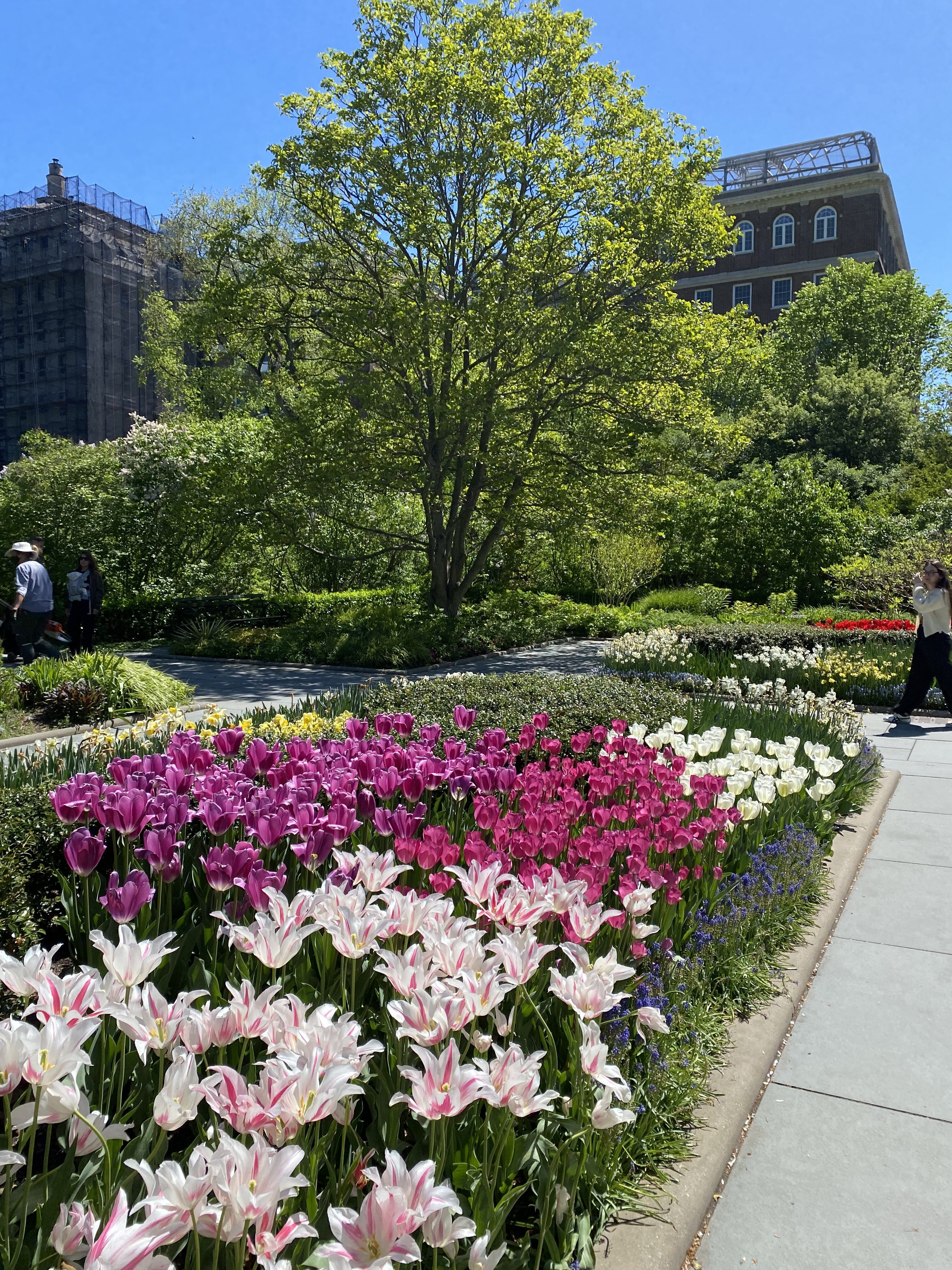 Vibrant tulips at the Central Park Conservatory Garden.