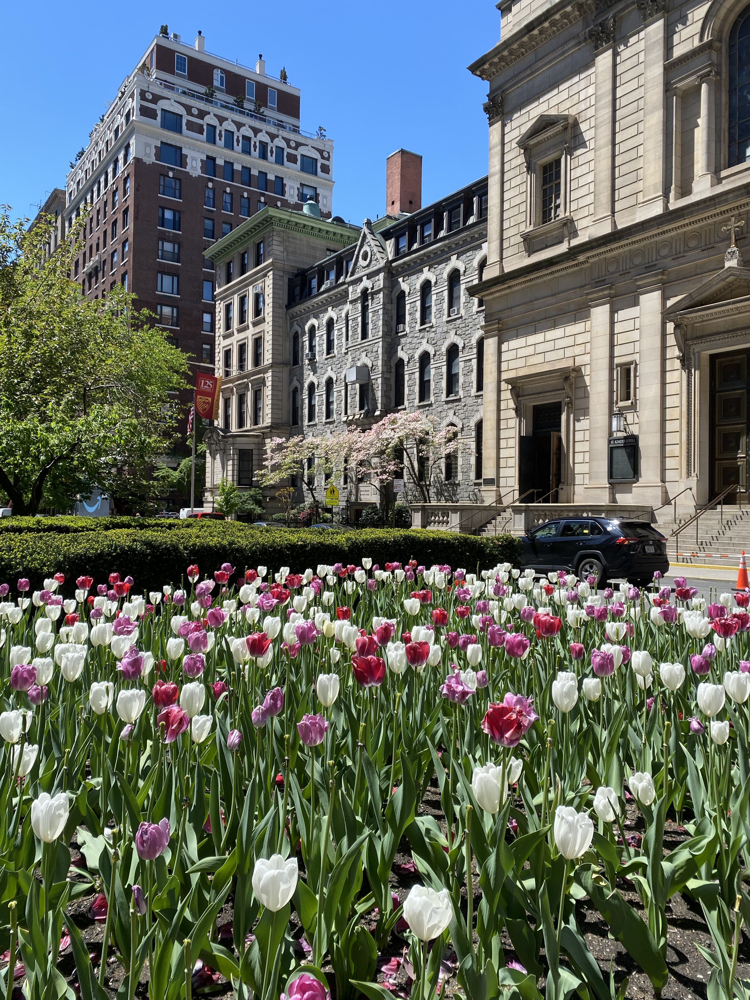 Pink and white tulips on Park Avenue.