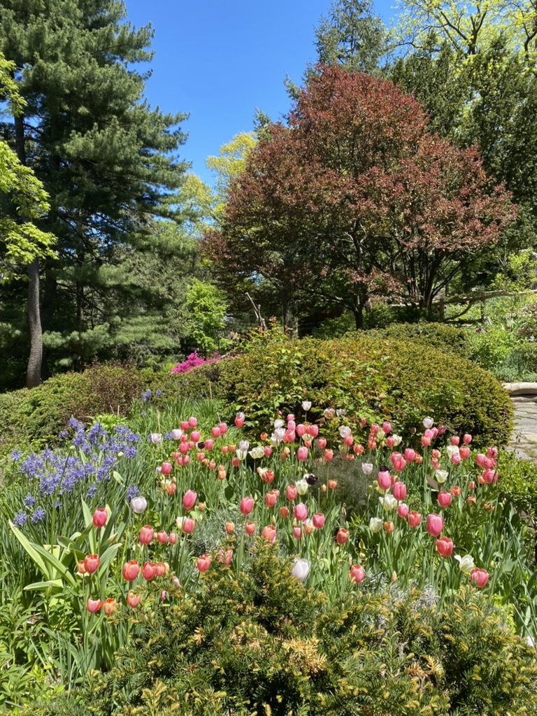 Pretty pink tulips among the vibrant greenery of Shakespeare's Garden in Central Park.