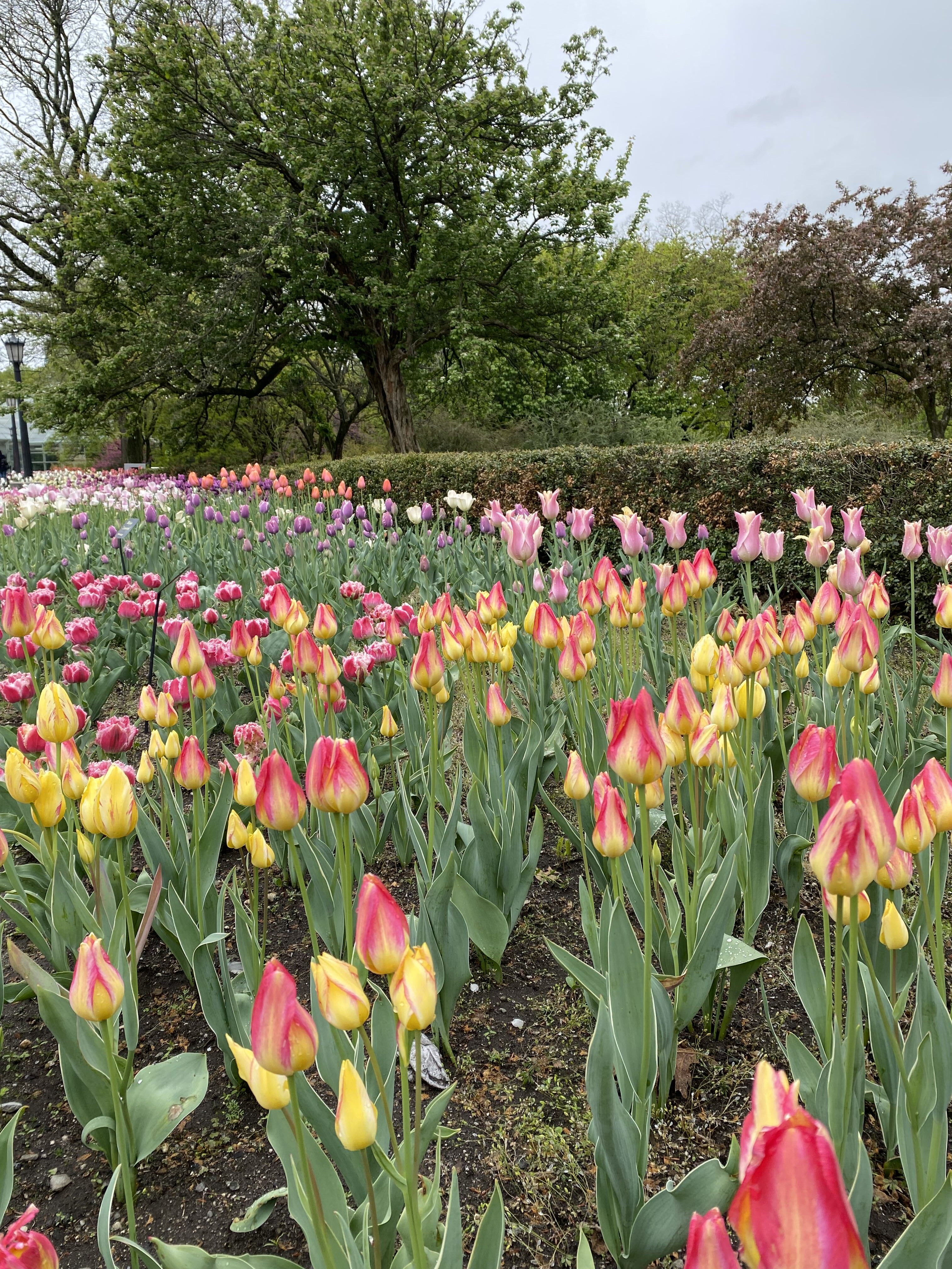 Vibrant pink and yellow tulips surrounded by other varieties at the Brooklyn Botanic Garden.
