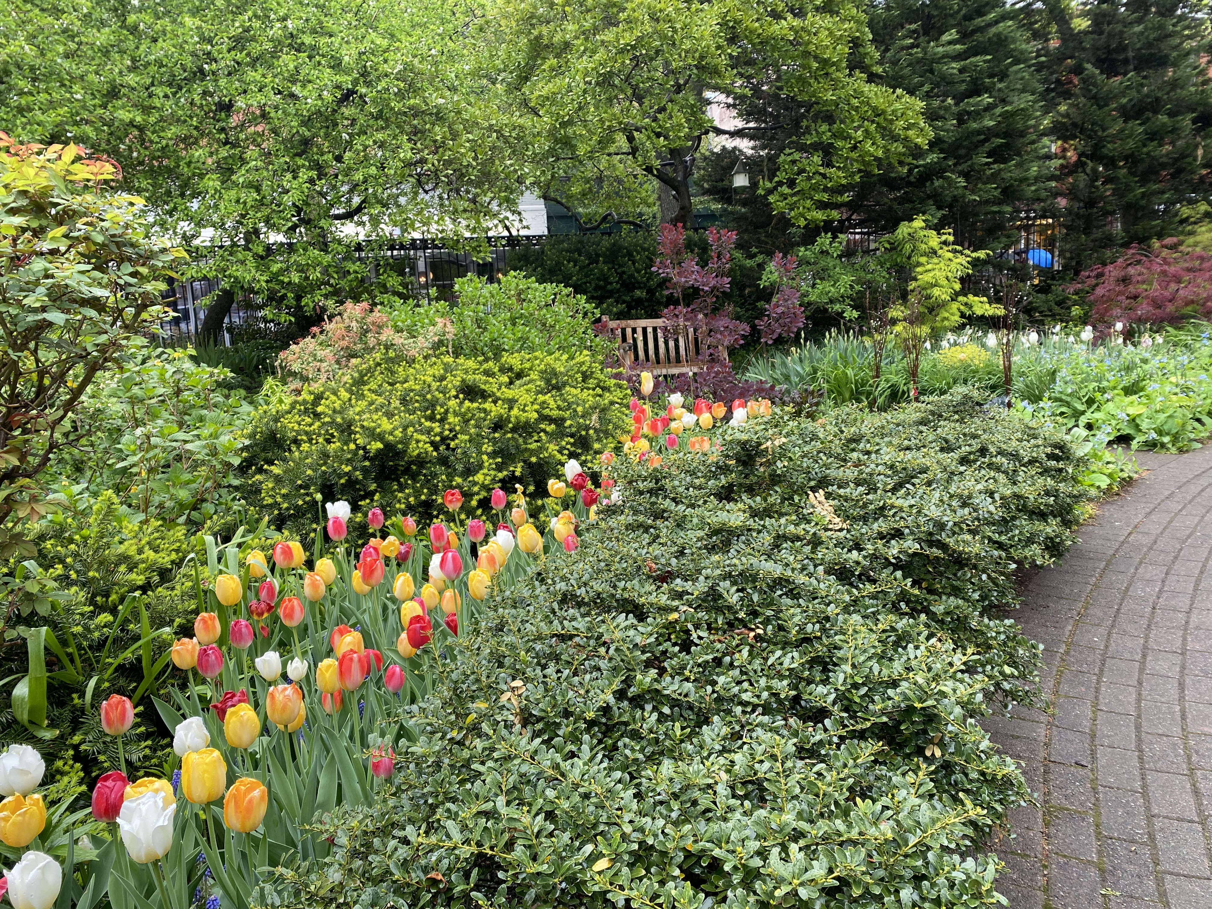 Colorful tulips surrounded by vibrant greenery and a stone path in Jefferson Market Garden.