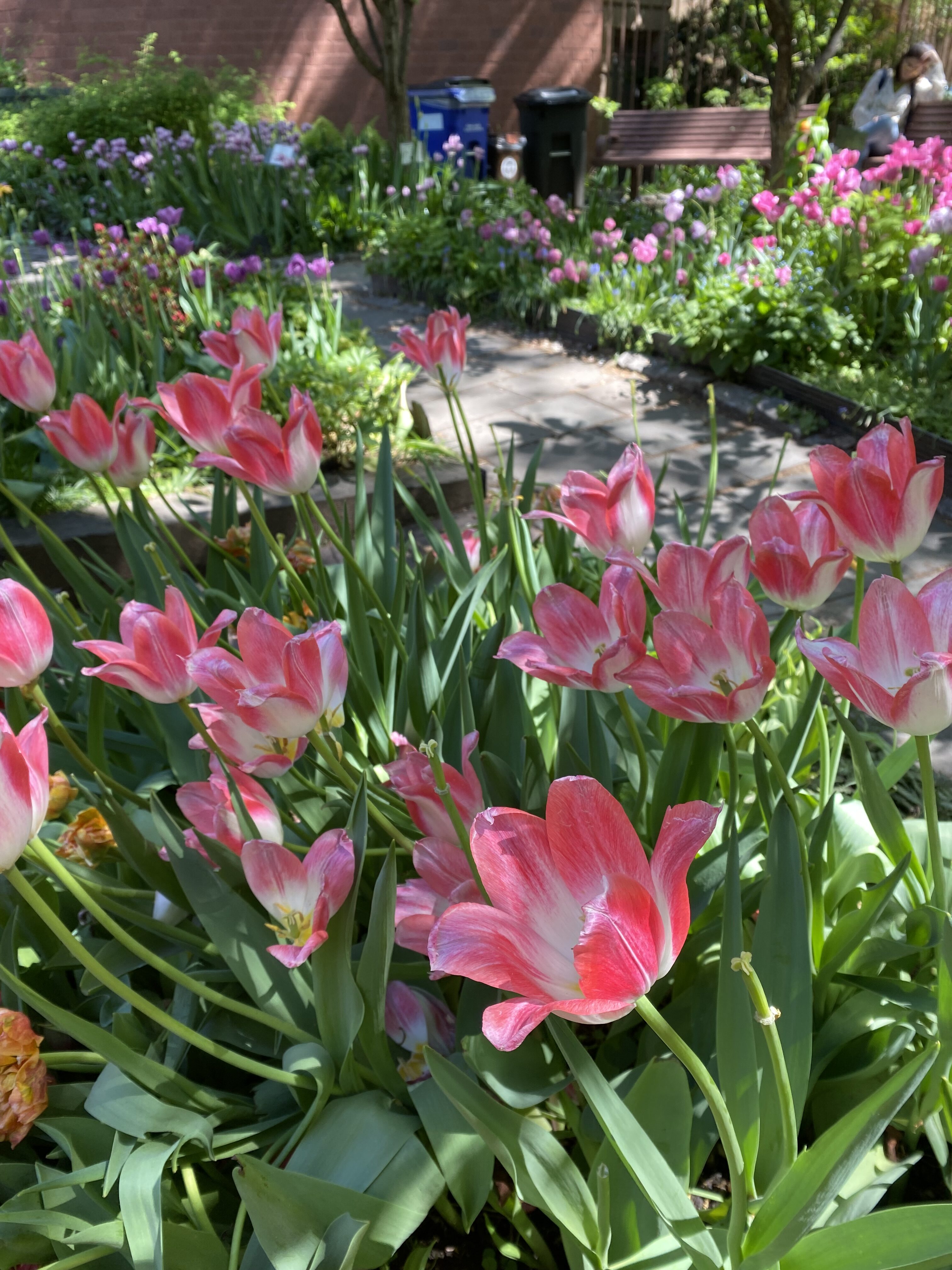 Vibrant pink tulips at the West Side Community Garden in NYC.