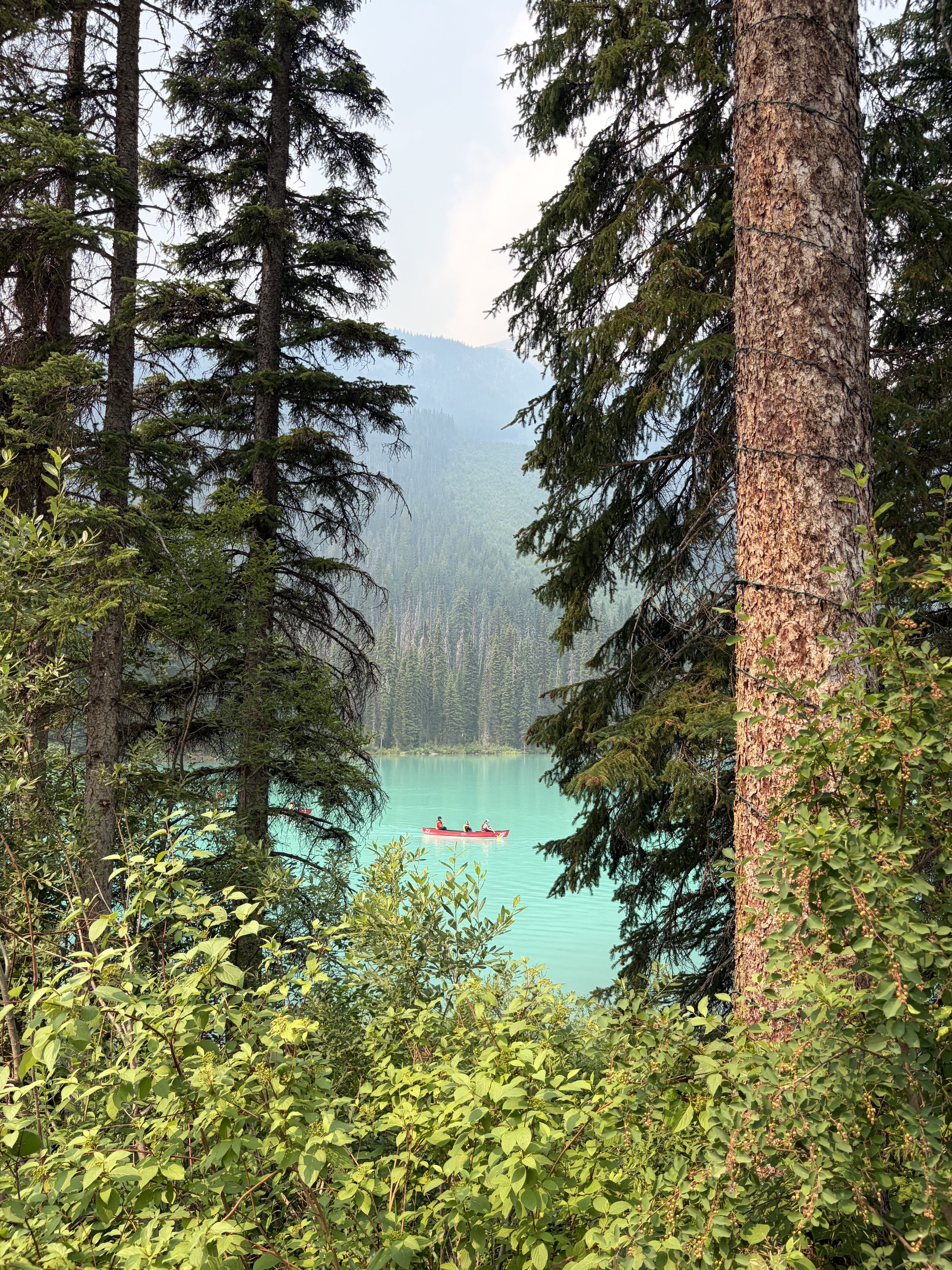 A red canoe on Emerald lake, observed through narrow pine trees. 